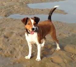 Gedragstherapie voor honden © Dog On Track Gedragstherapie voor honden.