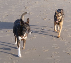 Gedragstherapie voor honden.