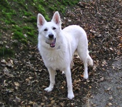 Gedragstherapie voor honden.