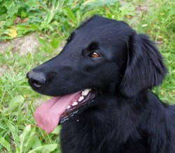 Bij Jolien is het speuren stap voor stap opgebouwd. © Dog On Track Bij Jolien is het speuren stap voor stap opgebouwd.
