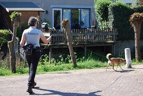 Dog On Track - Judith Strijbos - Den Haag